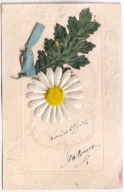 Podklejony kwiat Margerytka Tworzywo Sztuczne materiał 1902r. Tłoczona