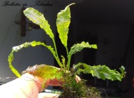 Bolbitis sp."Sekadau" -kolekcja - od fibell