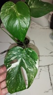 Monstera borsigiana variegata small form