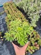 Wilczomlecz 'Ascot Rainbow ', bylina