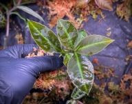 Labisia Jambi Neon Stripe Roślina Terrarium Unikat ArkOfPlants