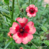 Pięciornik nepalski - 200 nasion