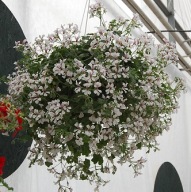 Pelargonia ZWISAJĄCA Ville de Paris White