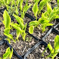 Funkia Hosta 'So Sweet' W DONICZCE, trzyletnia, wiele sadzonek
