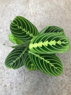 Maranta leuconeura lemon lime SADZONKA 35 cm