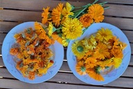 Nagietek lekarski kwiat 60g