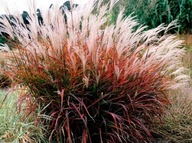 MISKANT CHIŃSKI SIOUX DODA KOLORU W TWOIM OGRODZIE