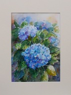 Akwarela pt. Hortensje 11