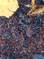 Skoczogonki idealna ekipa to terrarium, białe duże skoczogonki 2x250ml