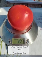 Pomidor West Virginia Sweet meet befsztyk Amiszów nasiona kolekcjonerskie