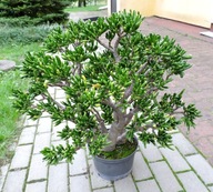 Drzewko szczęścia GRUBOSZ Crassula ovata - HOBBIT -