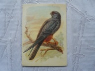 KOBCZYK PTAKI PRAWNIE CHRONIONE .. ,,, ...