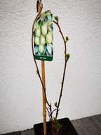 Aktinidia ostrolistna ISSAI mini kiwi Sadzonka doniczka 1,5 l