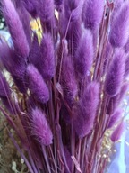 dmuszek jajowaty lagurus naturalny suszony bukiet fuksja róż