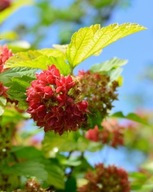 Pęcherznica kalinolistna Dart's Gold (physocarpus opulifolius) C2 50/60cm