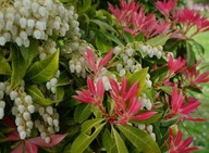 Pieris japoński 'Little Heath Green' (Pieris japonica) C2 10/20cm