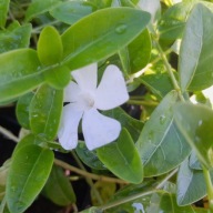 Barwinek pospolity Vinca minor “Alba"