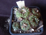 Kaktusy: Frailea knippeliana