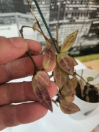 HOJA Hoya sp. Borneo Red (mini)