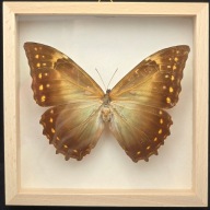 Motyl w gablotce Morpho Telemachus Foucheri