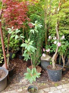 Kasztan jadalny karłowy kolumnowy szczepiony pienny inny