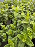 Mięta Pieprzowa zwykła Ładna sadzonka -rozsada