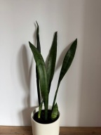 Sansewieria 'Zeylanica' wężownica ~50 cm