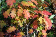 Dąb barwny czerwony szczepiony pienny kulisty inny