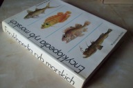 ENCYKLOPEDIA RYB MORSKICH RUTKOWICZ
