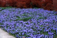 Barwinek pospolity zadarniający 300 SZTUK PROMOCJA miododajny wieloletni