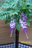 Wisteria glicynia niebieska Amino szczepiona inna