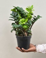 Zamioculcas zamiokulkas zamiifolia 'Zenzi' SADZONKA 30 cm