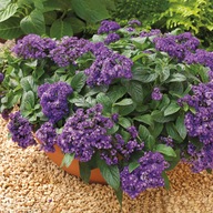 Heliotrop arborescens Scentropia Dark Blue CUDNY ZAPACH ROŚLINA MIODODAJNA