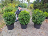 Bukszpan ciety w kulę - ogromne rozmiary