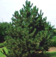 Sosna Czarna 'Austriacka' sadzonki 30-40cm