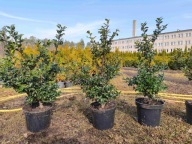 Ostrokrzew kolczasty 60-70cm