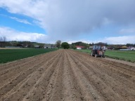 Ziemniaki jak sadzeniaki EKO NIEPRYSKANE KRÓLOWA SMAKUUUUUU ANNA 5kg PYSZNE