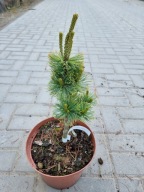 Sosna drobnokwiatowa Pinus parviflora 'Dai-ho' NA BIG BONSAI