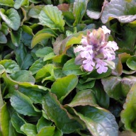 Dąbrówka rozłogowa Ajuga reptans "Rosea"