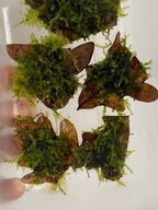 Mech China Moss Vesicularia sp. do akwarium lub paludarium