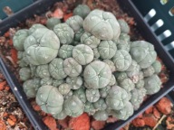 Kaktus Lophophora williamsii duża z ziemią i donicą L11+ gratisy +ogrzewacz