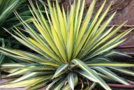 Juka karolińska Color Guard (yucca filamentosa) C2 s