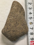 Agat mszysty muszlowy