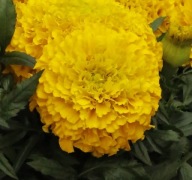 Aksamitka Wielkokwiatowa Taishan Gold