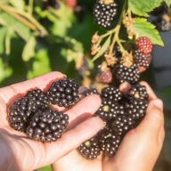 Jeżyna bezkolcowa 'Gazda’ sadzonka