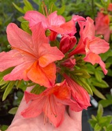 AZALIA WIELKOKWIATOWA MOUNT SAINT HELLENS ŁOSOSIOWO-RÓŻOWA