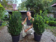 Bukszpan wieczniezielony 80-90cm