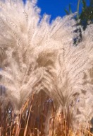 MISKANT CHIŃSKI BALLERINA ZWIEWNY AKCENT W OGRODZIE