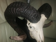 Rogi na desce olbrzymie.