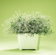 Wilczomlecz Euphorbia Diamond Frost GIPSÓWKA BALKONOWA